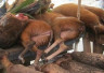 Gestion durable de la viande de brousse au Gabon